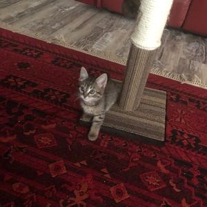 Meet your Posher, Hira